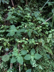 Erythranthe nepalensis