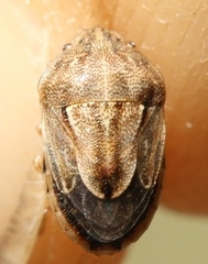 Neottiglossa bifida
