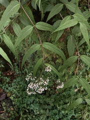 Eupatorium chinense tozanense