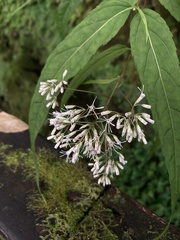 Eupatorium chinense tozanense