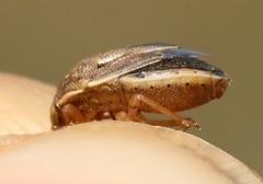 Neottiglossa bifida