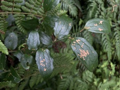 © Bahamut Chao, some rights reserved (CC-BY-NC)