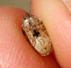 Neottiglossa bifida