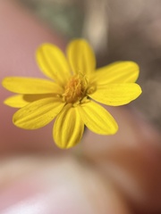 Pentachaeta aurea