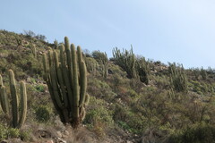 Trichocereus chiloensis