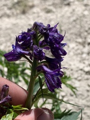Delphinium × occidentale