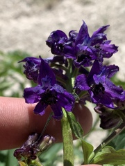 Delphinium × occidentale