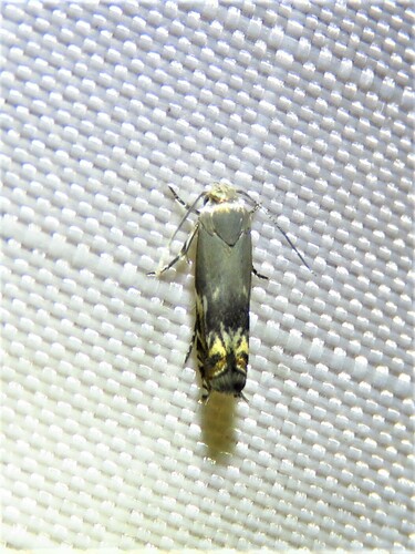 Calliprora sexstrigella photo 4