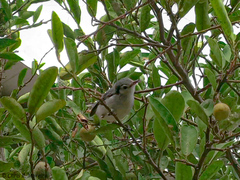 Polioptila bilineata