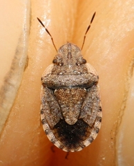 Sciocoris sideritidis