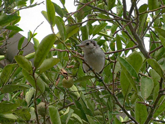 Polioptila bilineata
