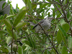 Polioptila bilineata