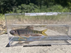 Opsariichthys evolans