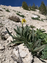 Senecio amplectens