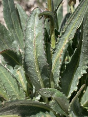 Senecio amplectens
