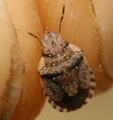 Sciocoris sideritidis