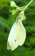Pieris rapae