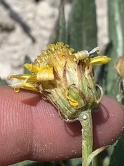 Senecio amplectens