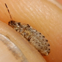 Sciocoris sideritidis