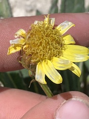 Senecio amplectens