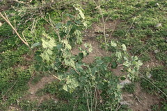 Sphaeralcea obtusiloba