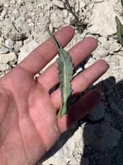 Senecio amplectens