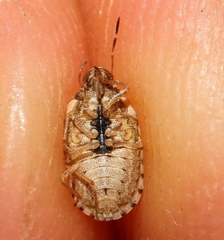 Sciocoris sideritidis