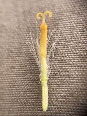 Senecio amplectens