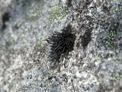 Cornicularia normoerica