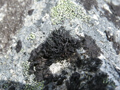 Cornicularia normoerica