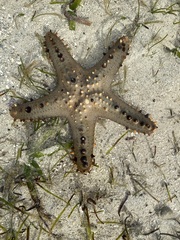 Pentaceraster alveolatus