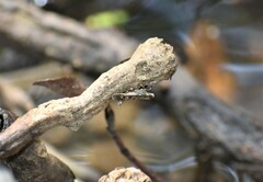 Steniodes declivalis