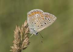 Polyommatus icarus