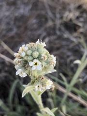 Oreocarya suffruticosa setosa