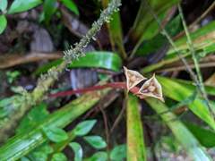 Monolena primuliflora