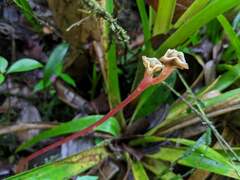 Monolena primuliflora