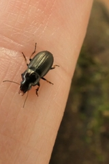 Gnathaphanus melbournensis
