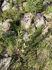 Verbena hastata