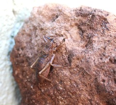 Nesoecia nigrispina