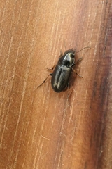 Gnathaphanus melbournensis