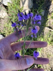 Verbena hastata