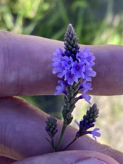 Verbena hastata