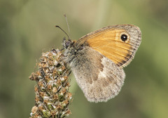 Coenonympha pamphilus