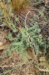 Caroxylon laricinum