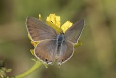 Lampides boeticus
