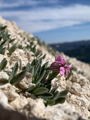 Silene petersonii