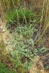 Caroxylon laricinum