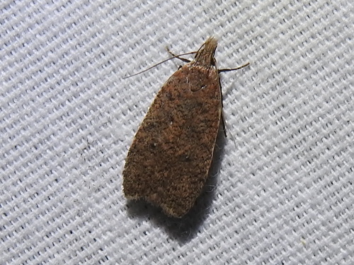 Georgia Dichomeris Moth and Allies photo 4