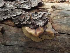 Amylocystis lapponica