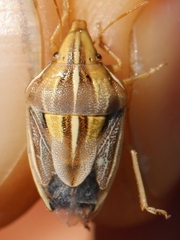 Aelia rostrata